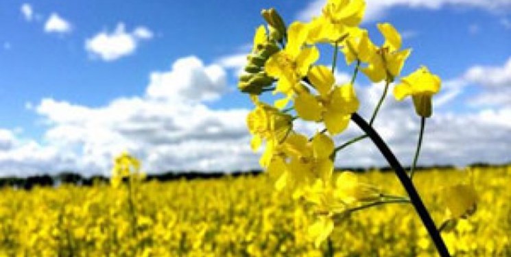 سیاست جدید هند برای حمایت از تولید کنندگان محصولات اساسی کشاورزی