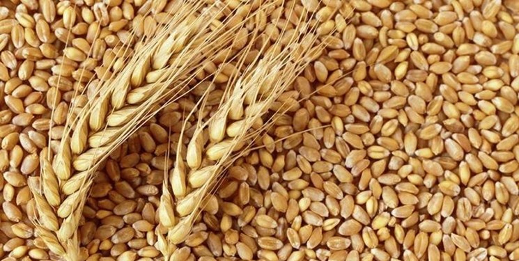 پیش‌بینی خرید ۸.۵ میلیون تن گندم در سال زراعی جاری