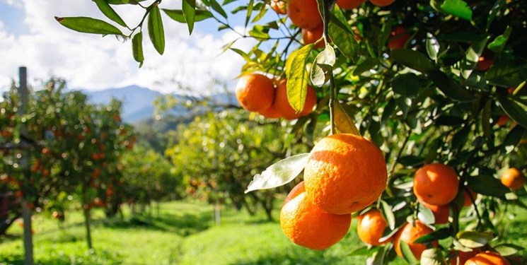 صادرات پرتقال مازندران به چین برای اولین بار